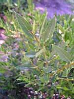 Filaria a feuilles etroites - Phillyrea angustifolia (en Corse) (02) (Photo F. Mrugala)